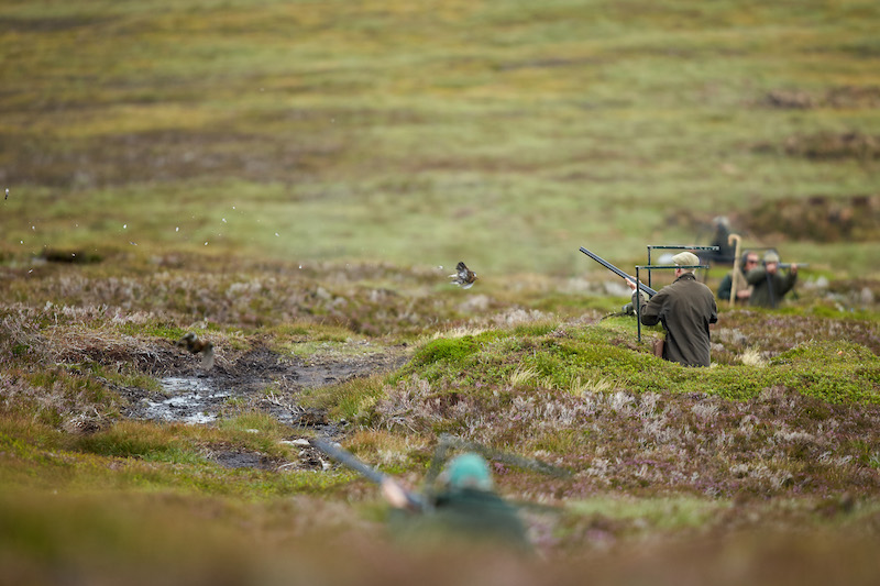 men shooting out of grouse butts on a moor covered in heather