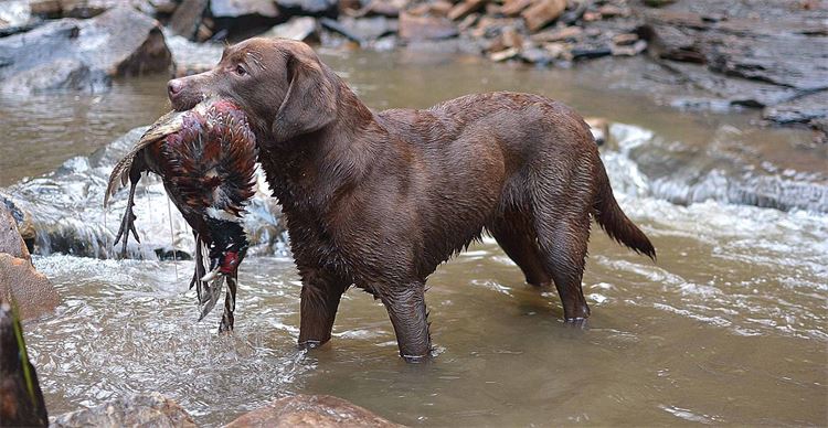 water retrieve 