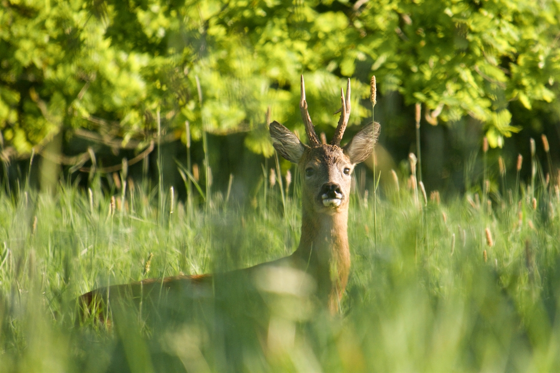 A passion for deer