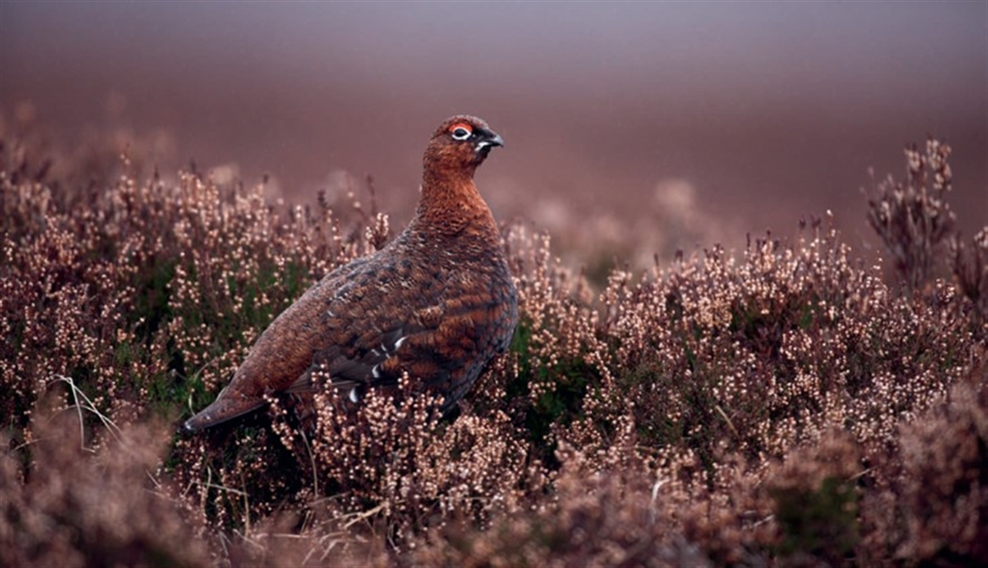 Grousing about the RSPB