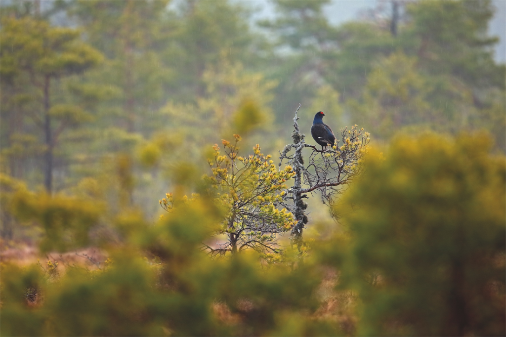 Black grouse back on moors after 200 years