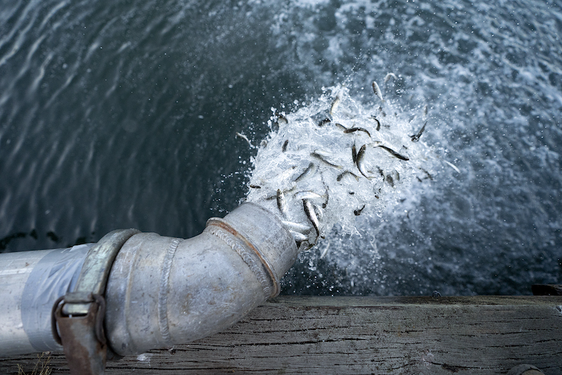 salmon being released from pipe into ocean