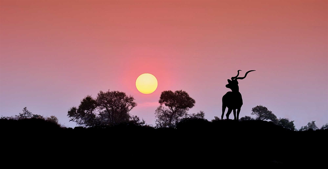 Hunting African spiral-horned antelopes