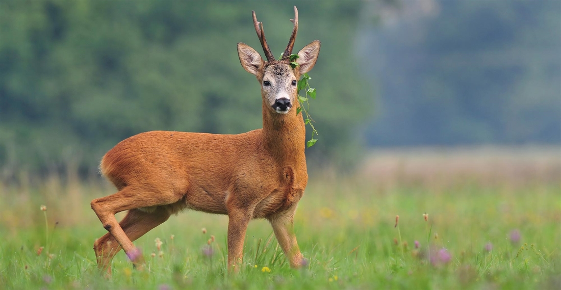 Calling roe deer with a beech leaf