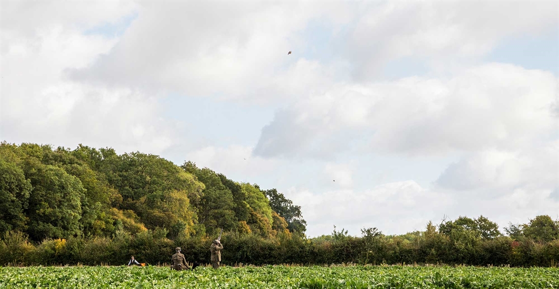 Stowlangtoft shoot, Suffolk