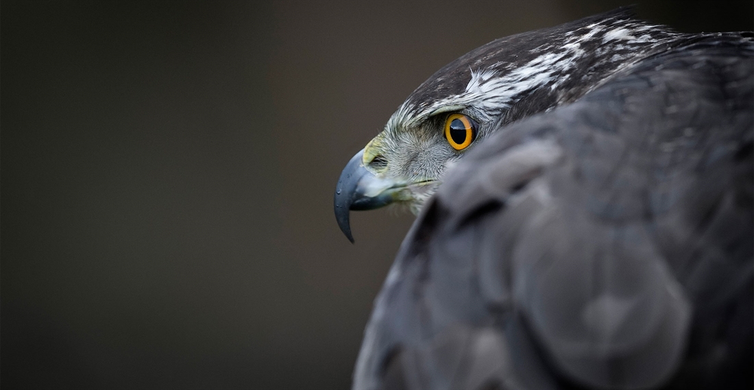 Hunting with goshawks