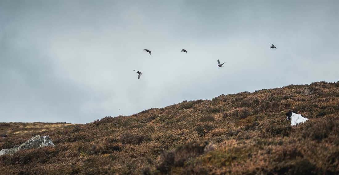 Grouse counting