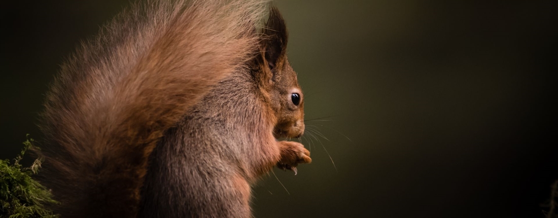 The red squirrel frontline