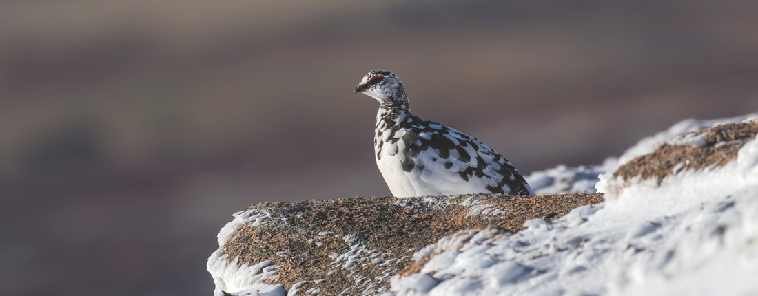 Ptarmigan territory