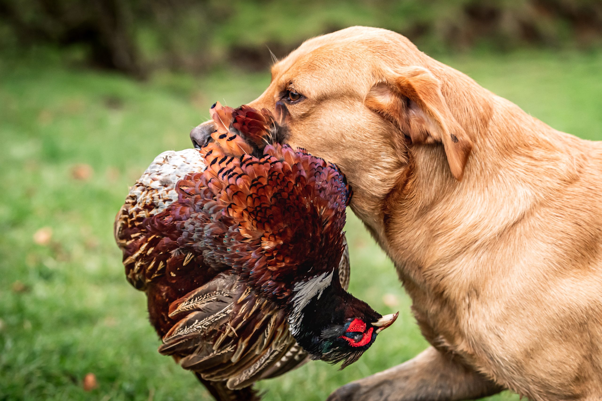 Fox red lab retrieving pheasant