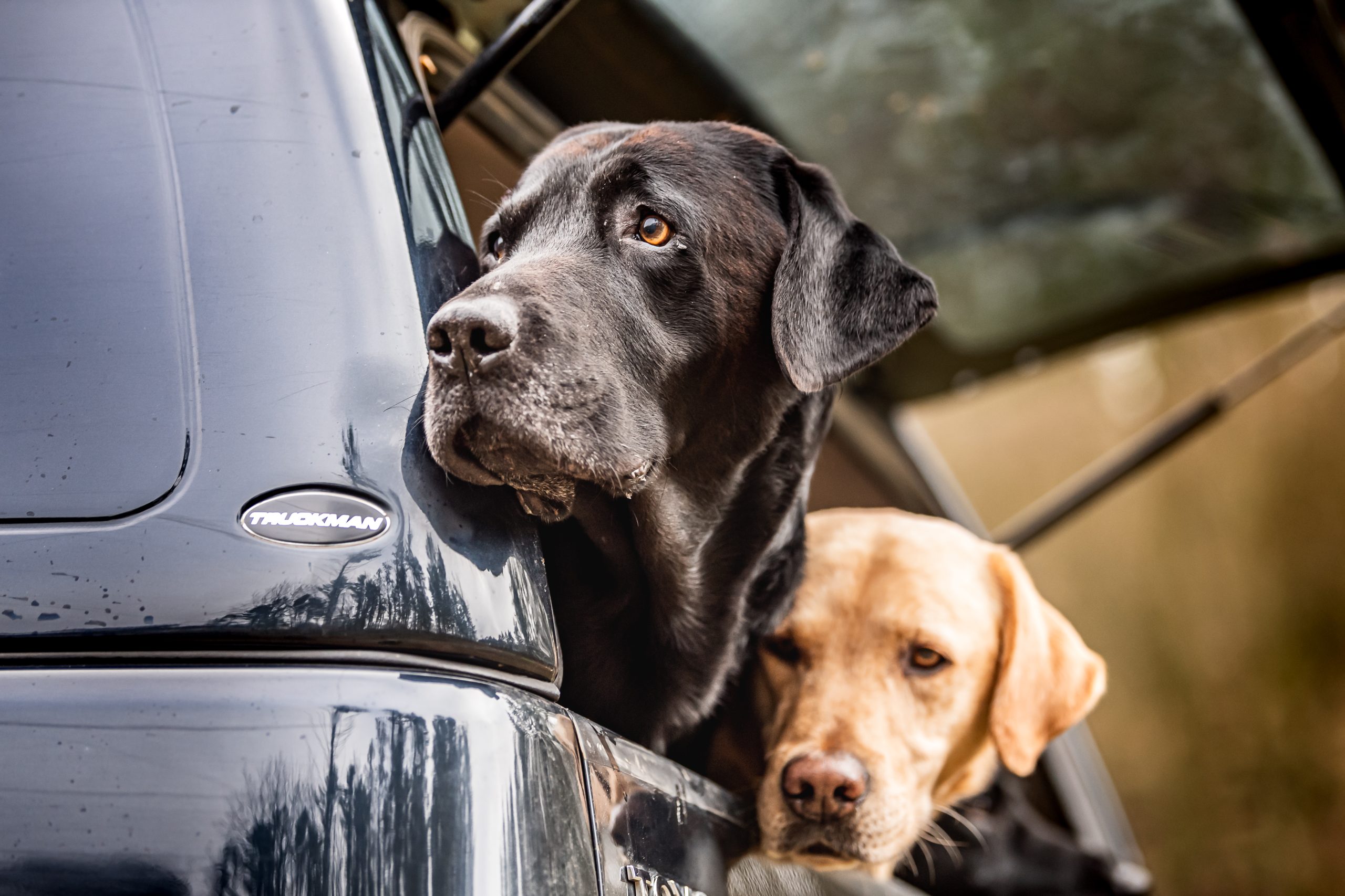 Two labradors sitting in the back of a pick up truck