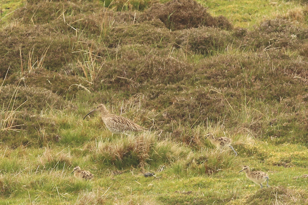 Curlew chick