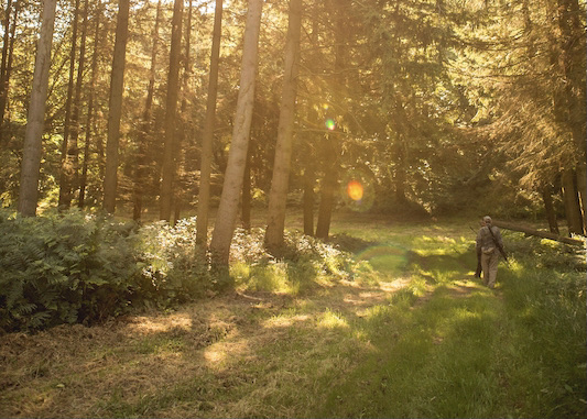 woodland in the sunshine