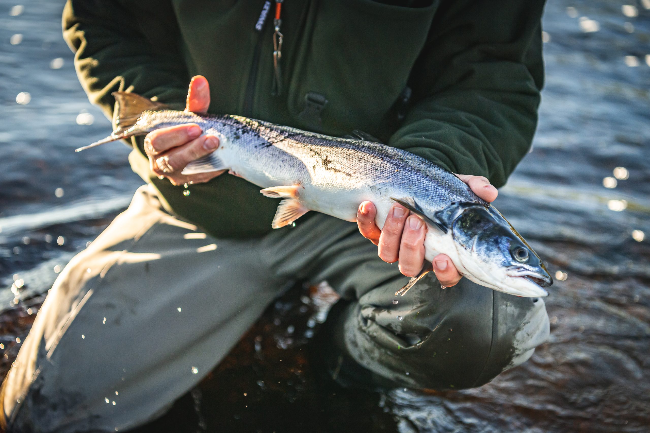 Man holding a salmon whilst kneeling in a river