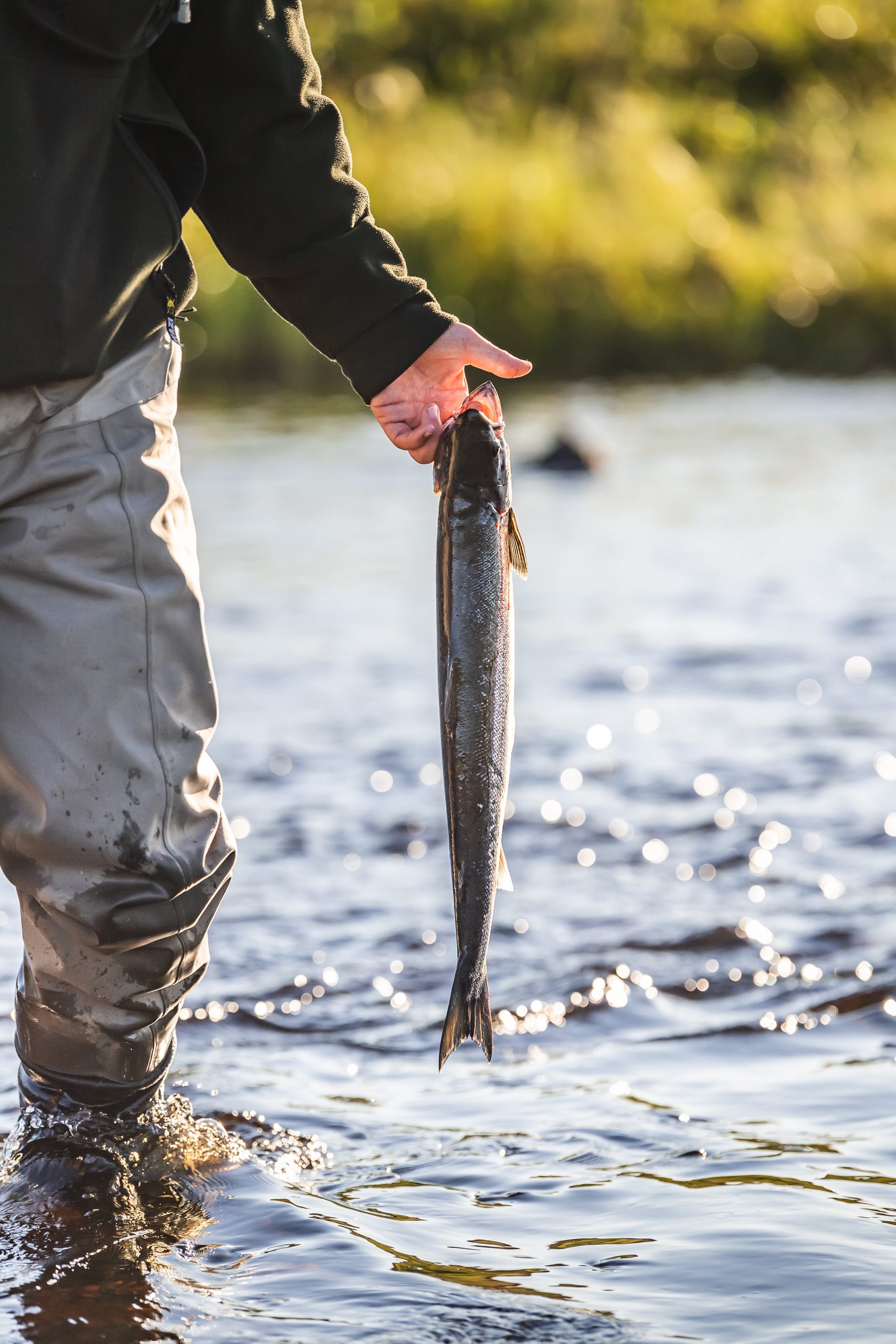 A man stood in a river holding a salmon