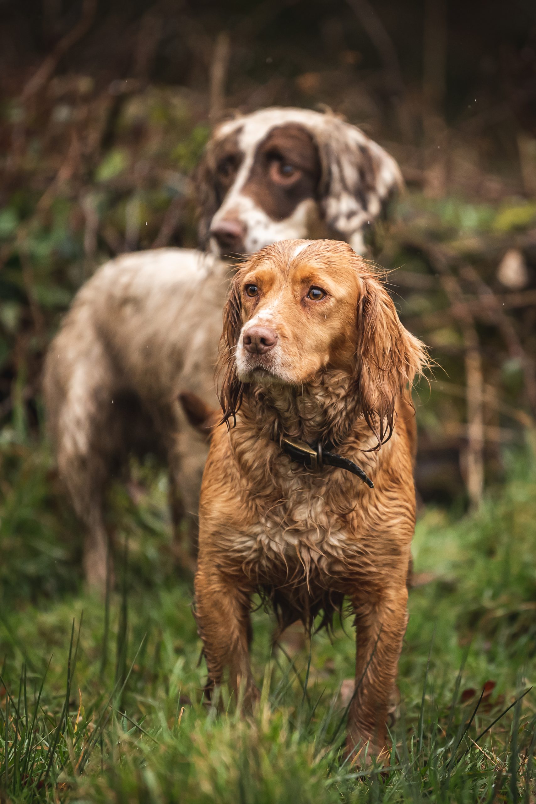 Two spaniels looking on