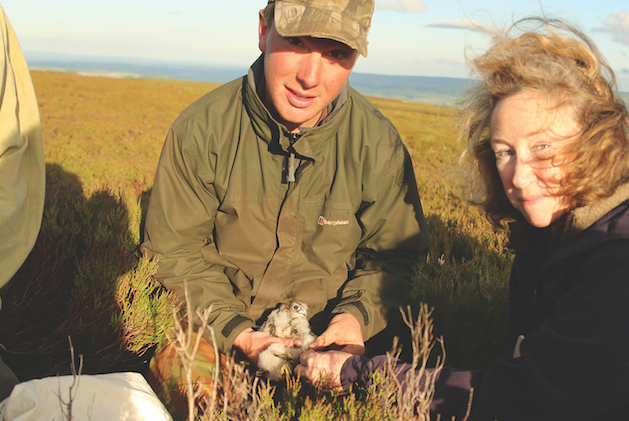 Curlew chick