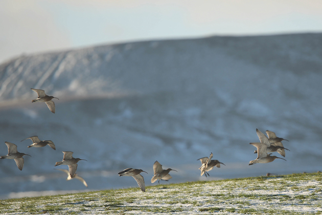 Curlews