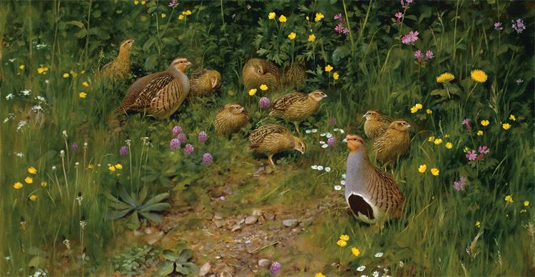 partridges