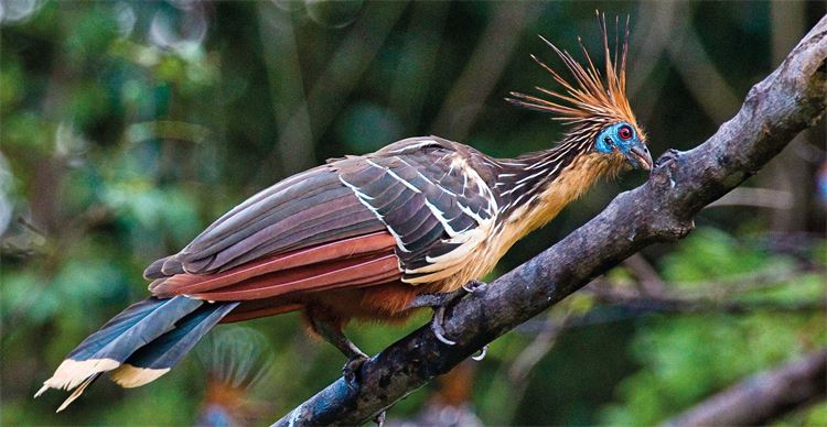 south american birds