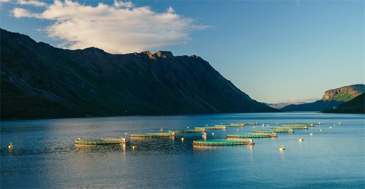 salmon farming pens