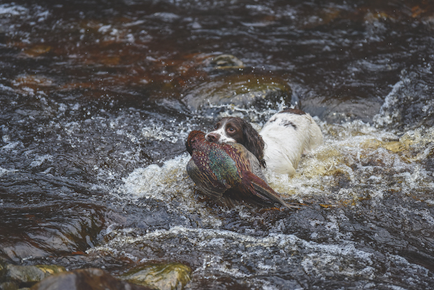 spaniel retrieving bird from water