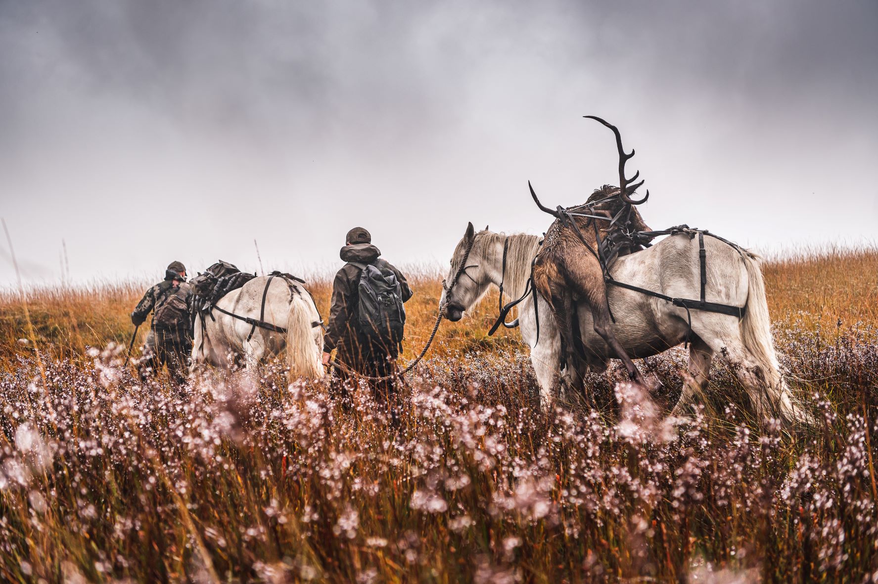 Highland pony carrying deer off hill amongst purple heather