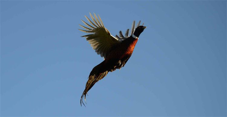 pheasant cartridges