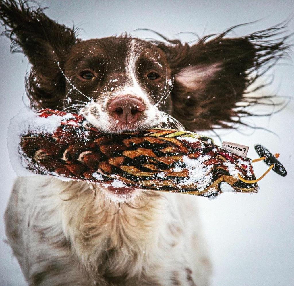 Liver and white spaniel with Dog and Field training dummy