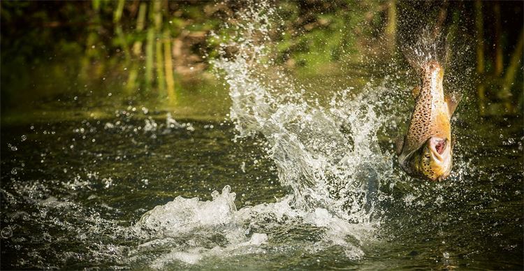 trout jumping