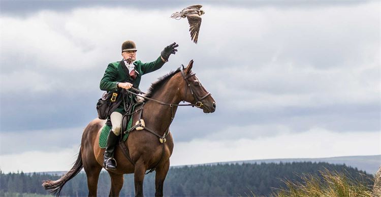 flying falcons