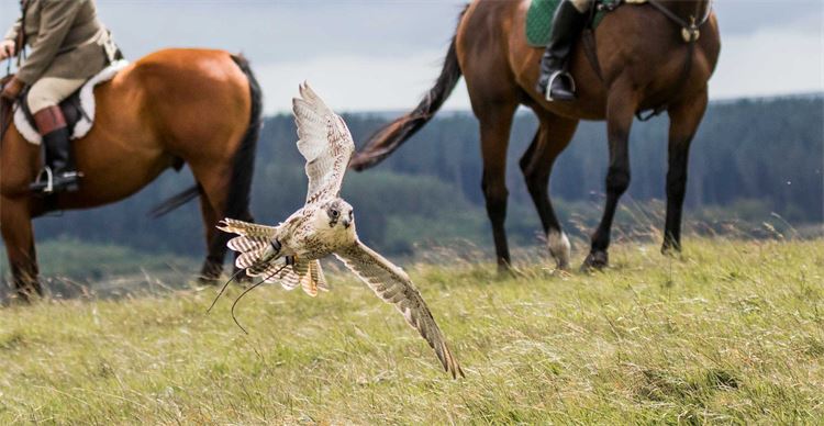 gyr cross peregrine falcons