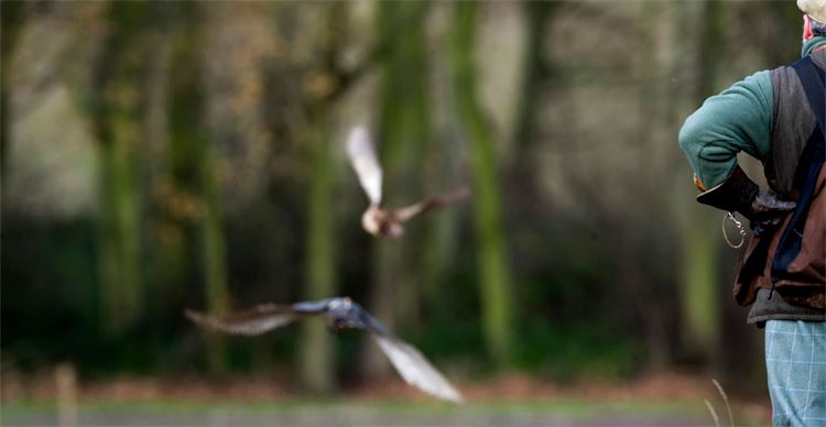 flying goshawks