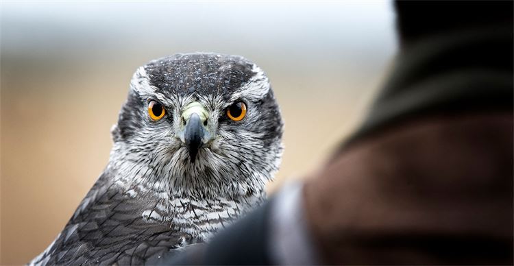 goshawks