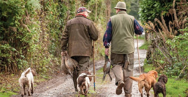 Men walking with their gundogs and pheasan