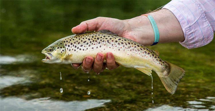 trout fishing in dorset