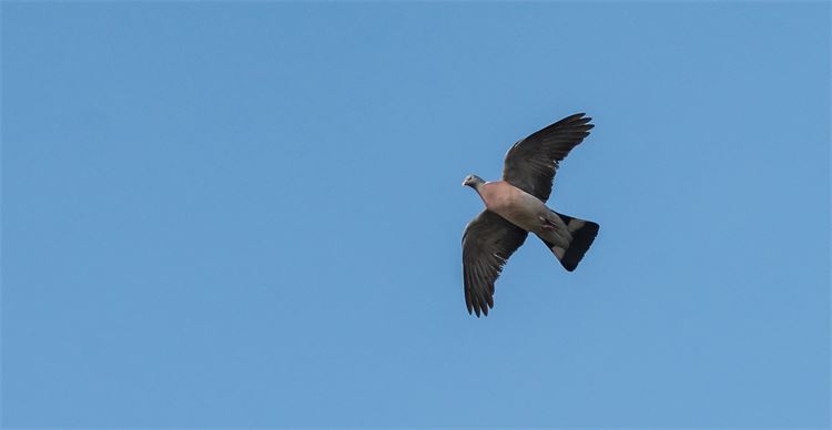 pigeon shooting licenses