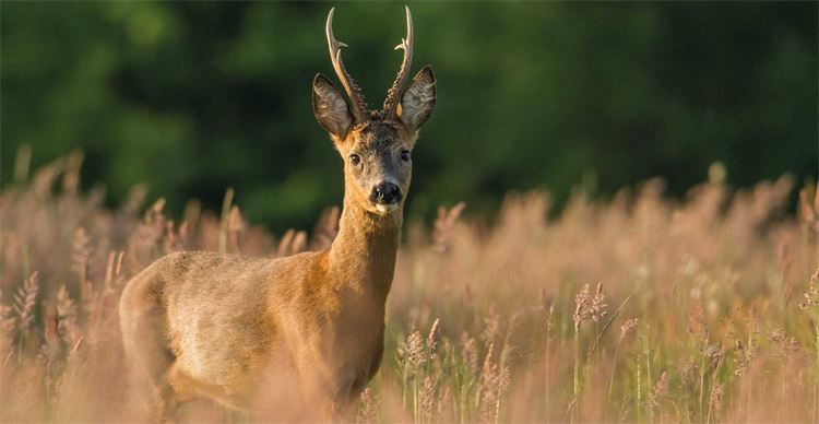 shooting your first deer