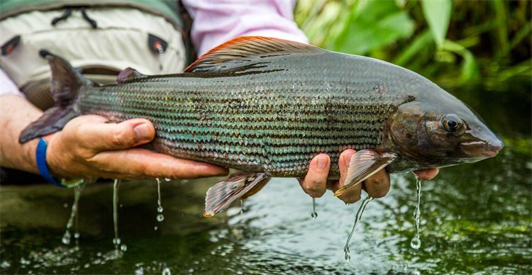 huge chalkstream grayling