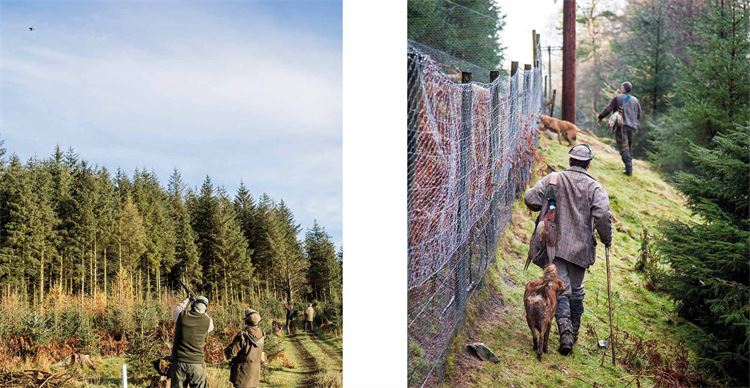 game shooting in the lake district