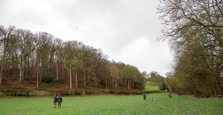 Shooters in the field with their gundogs