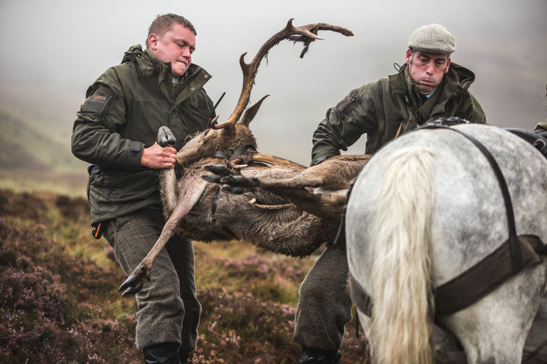 Highland Pony