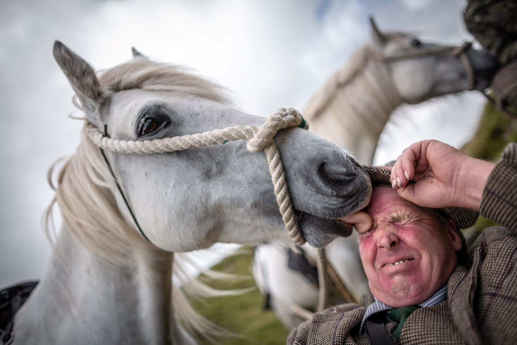 Highland Pony