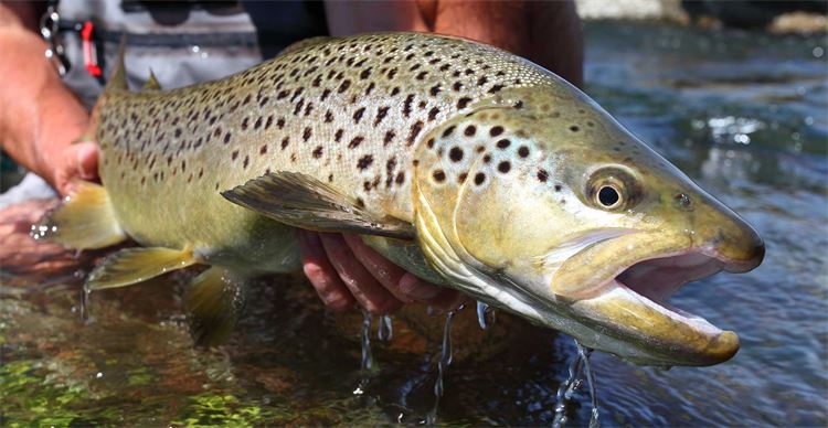 catching trout