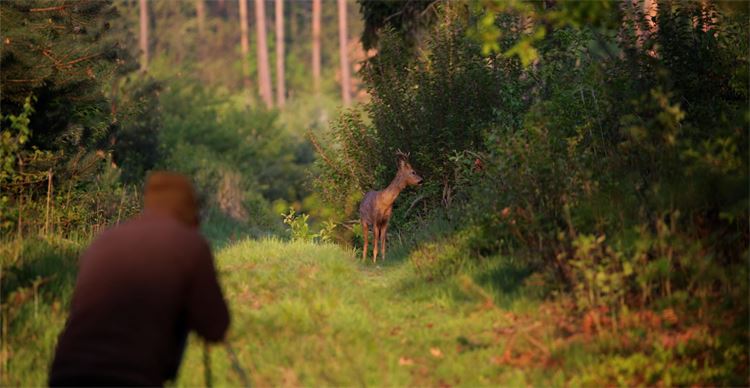 red stag