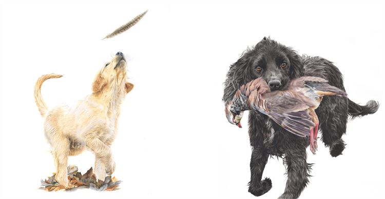 gundog drawings jessica lennox