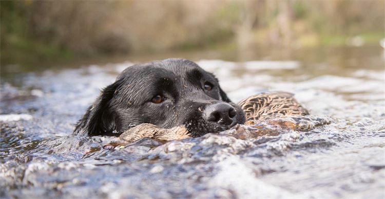 labrador swimming