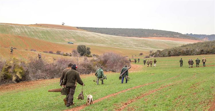 spanish partridge shooting