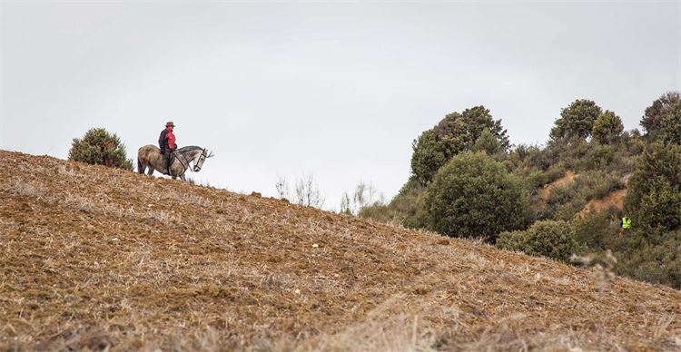 partridges being picked up