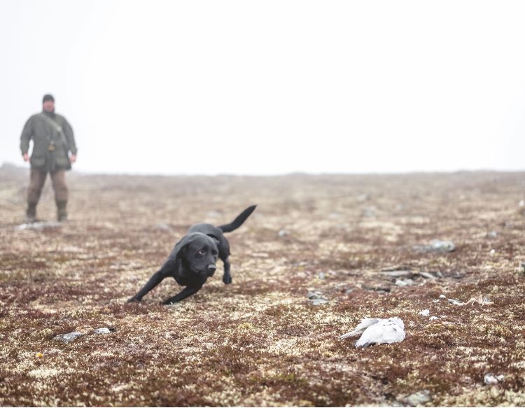 labrador gundog 